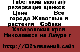 Тибетский мастиф резервация щенков › Цена ­ 100 000 - Все города Животные и растения » Собаки   . Хабаровский край,Николаевск-на-Амуре г.